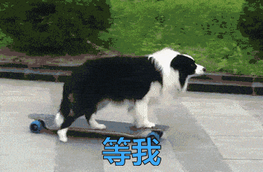 叶枫爆料边牧视频大全,边牧视频大全精彩瞬间大放送